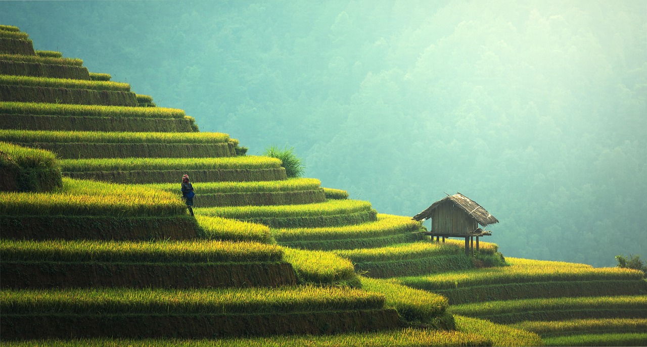 découvrez le développement durable : un modèle de croissance équilibrée qui préserve les ressources naturelles, favorise l'inclusion sociale et soutient l'économie responsable pour un avenir meilleur.