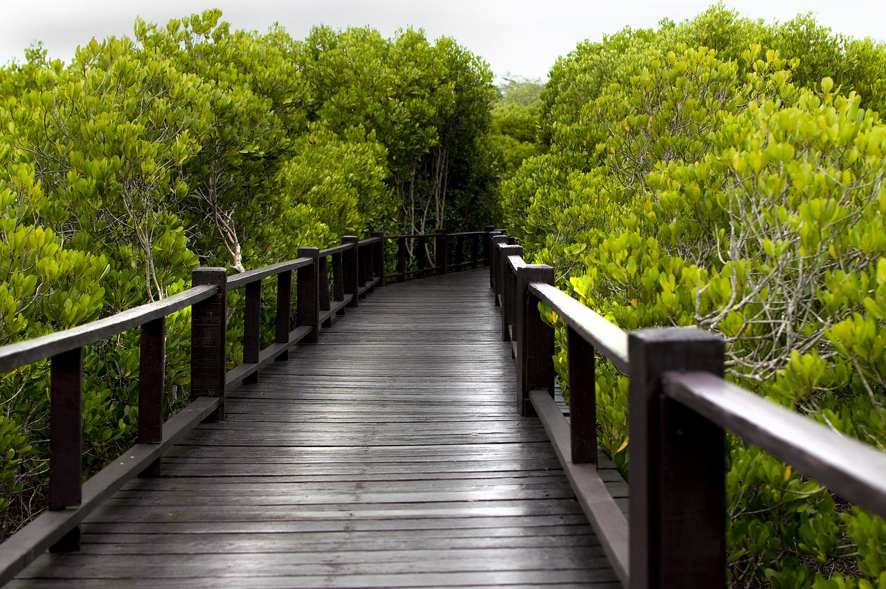 découvrez l'importance de la conservation des mangroves, ces écosystèmes essentiels pour la biodiversité, la protection côtière et la lutte contre le changement climatique.