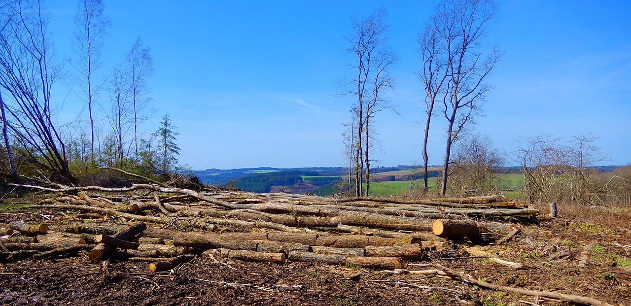 découvrez les causes, conséquences et solutions pour lutter contre la déforestation, un enjeu crucial pour la préservation de la biodiversité et du climat.