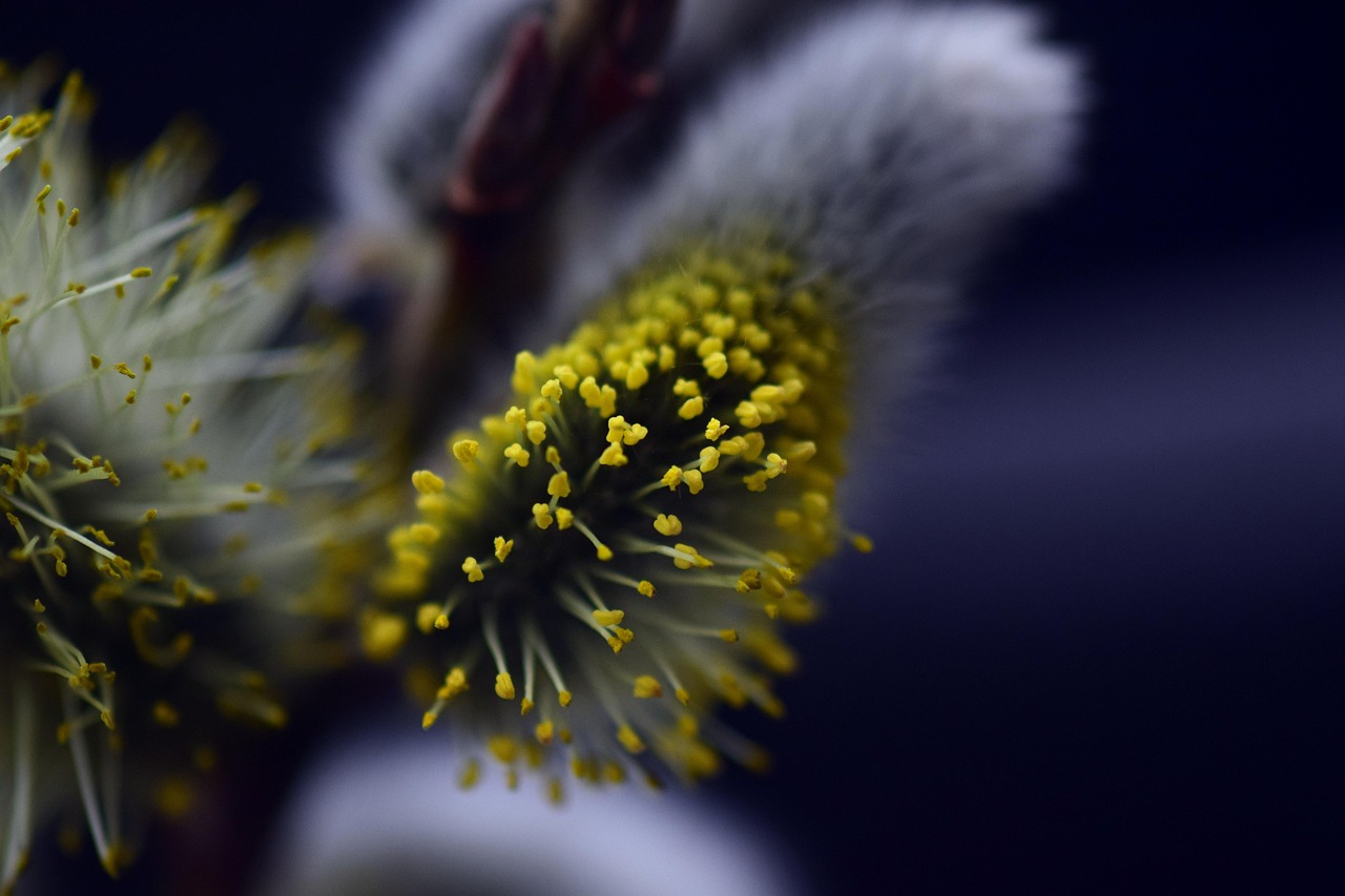 découvrez tout sur les allergies : symptômes, causes, traitements et conseils pour mieux vivre au quotidien avec vos allergies.
