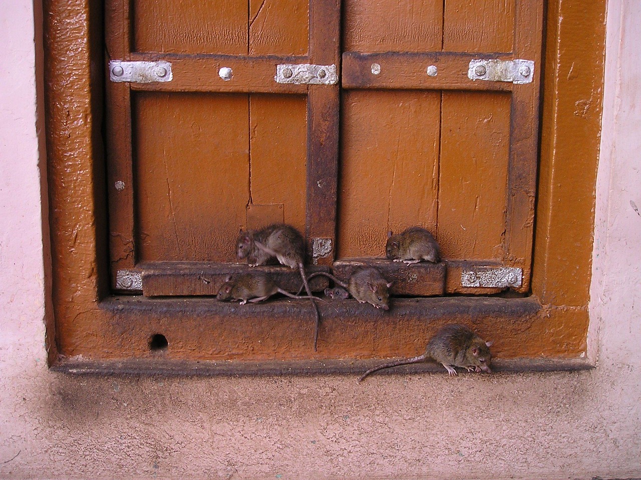 découvrez comment prévenir et contrôler la prolifération des rats pour protéger votre santé et votre habitat des nuisances et des risques sanitaires.