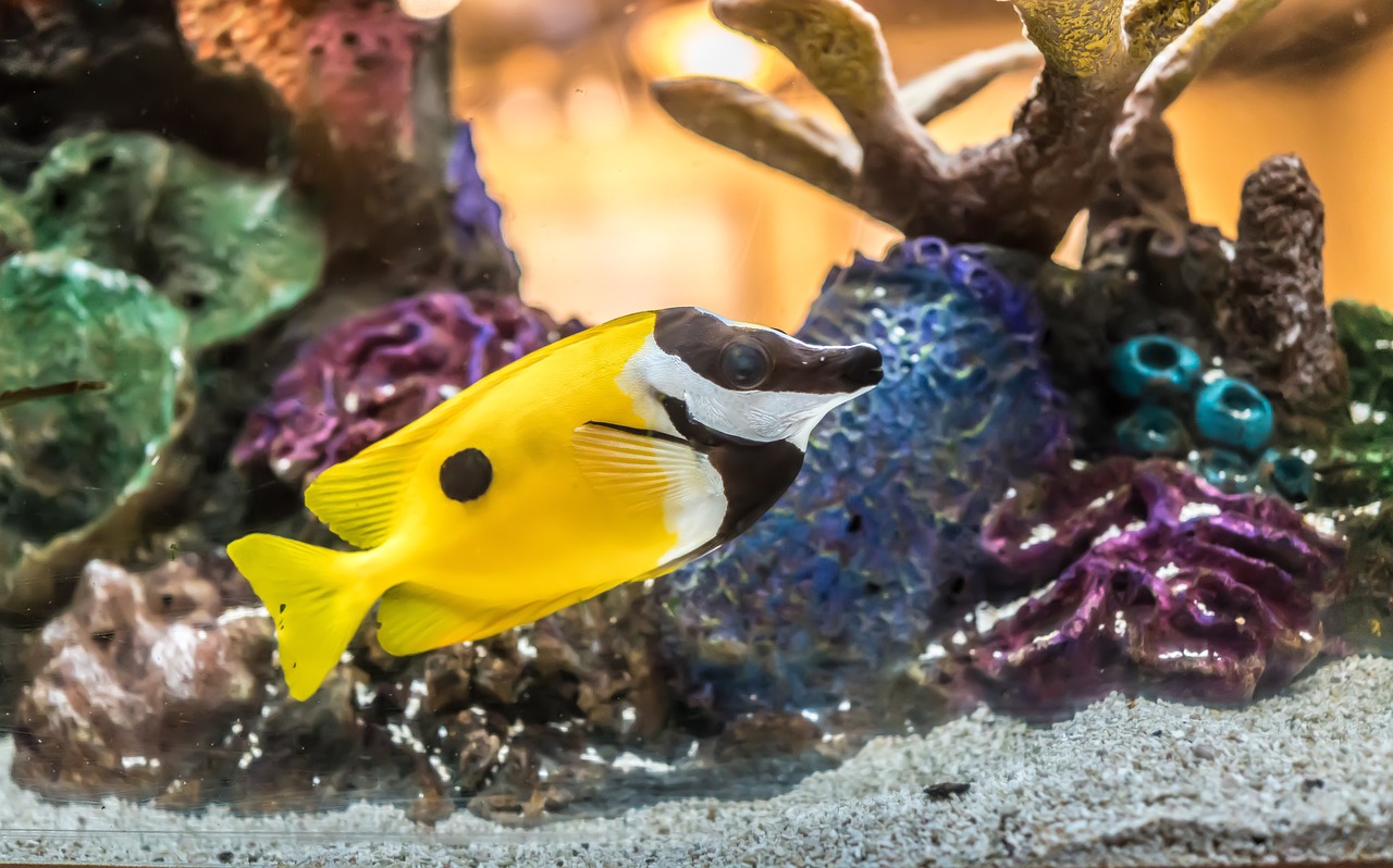découvrez les enjeux du blanchiment des coraux, un phénomène alarmant qui menace les écosystèmes marins. apprenez quelles sont les causes, les conséquences et les actions à entreprendre pour protéger ces précieuses habitats sous-marins.