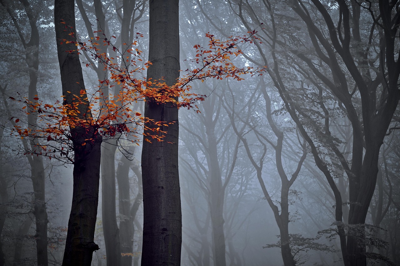 découvrez tout sur les arbres : leurs types, leur importance écologique, comment les entretenir et leur rôle dans notre environnement.