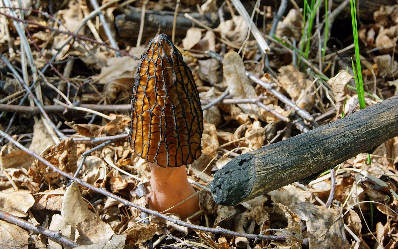 découvrez l'univers fascinant de la morille, ce champignon prisé des gourmets pour sa saveur unique et ses nombreuses recettes. apprenez à le reconnaître, à le cuisiner et à savourer ses bienfaits culinaires.