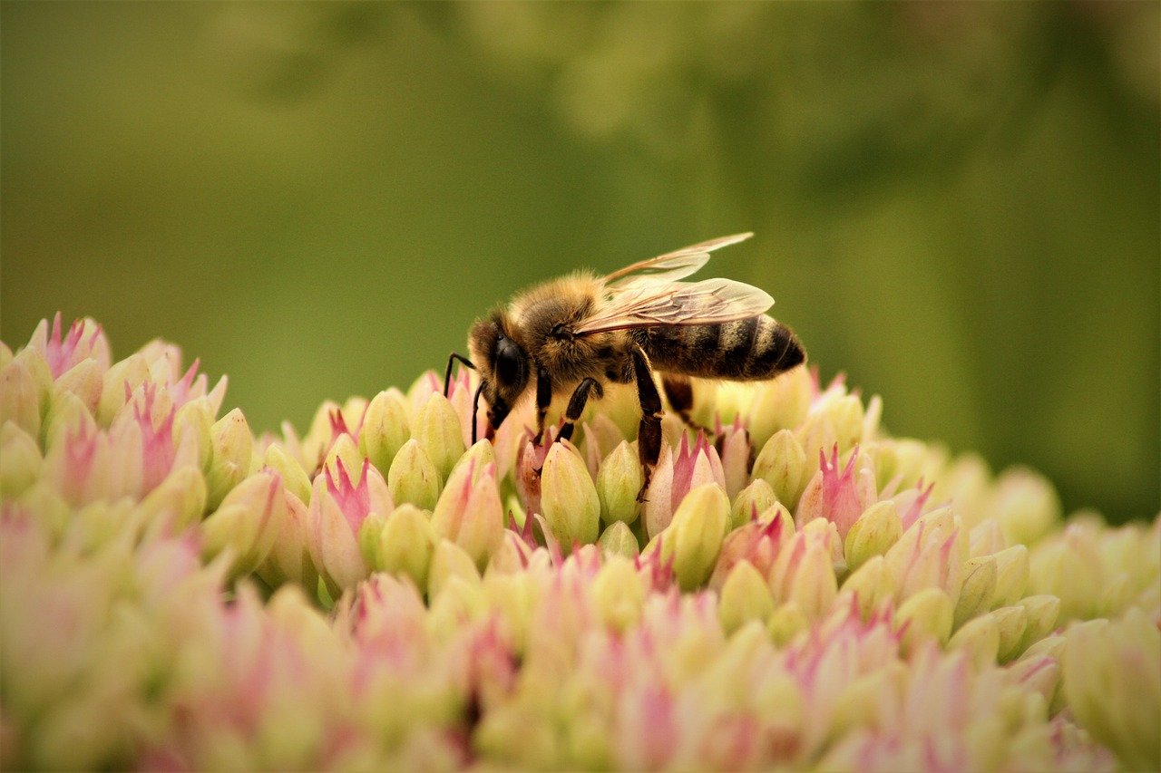 découvrez l'importance de la biodiversité pour la santé des écosystèmes et la survie de notre planète.