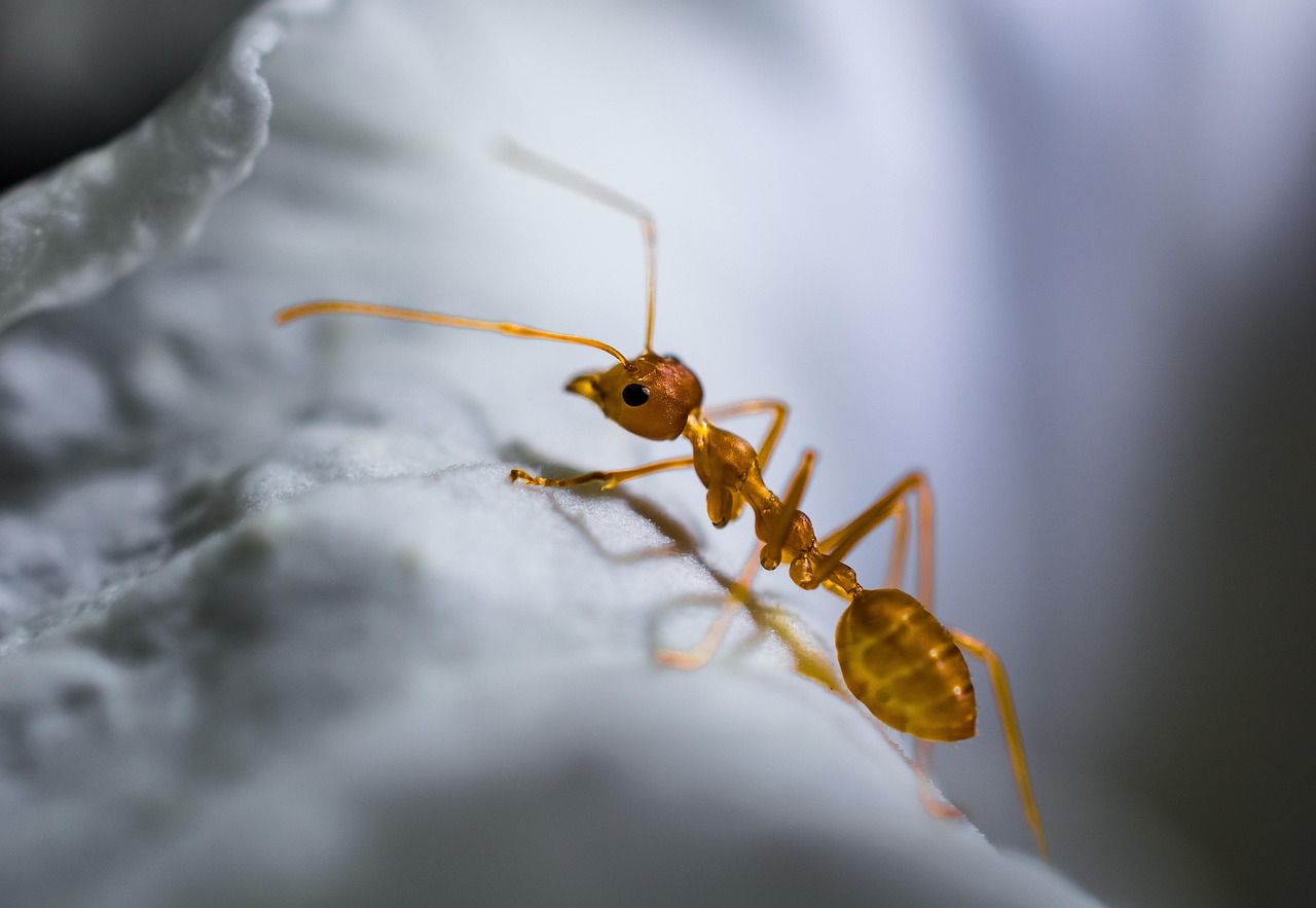 découvrez tout sur la fourmi électrique, un insecte fascinant connu pour sa capacité unique à générer des décharges électriques et son comportement étonnant dans la nature.