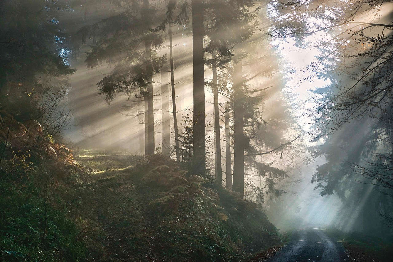 découvrez tout sur les arbres : leurs types, leurs bienfaits pour l'environnement et comment les entretenir au mieux.