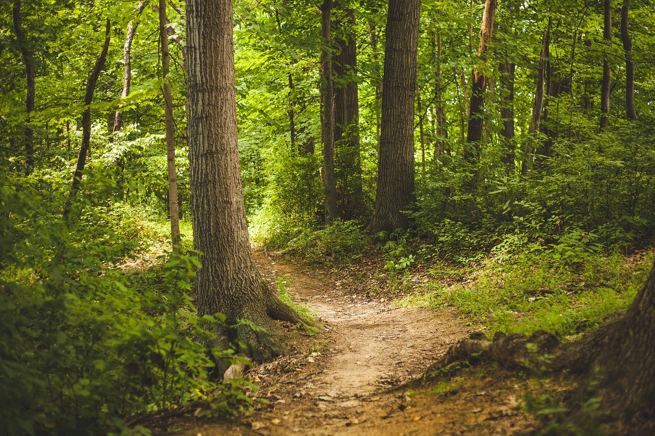 découvrez la réouverture du sentier de randonnée : préparez vos chaussures et partez à l'aventure sur ce parcours récemment accessible au public.
