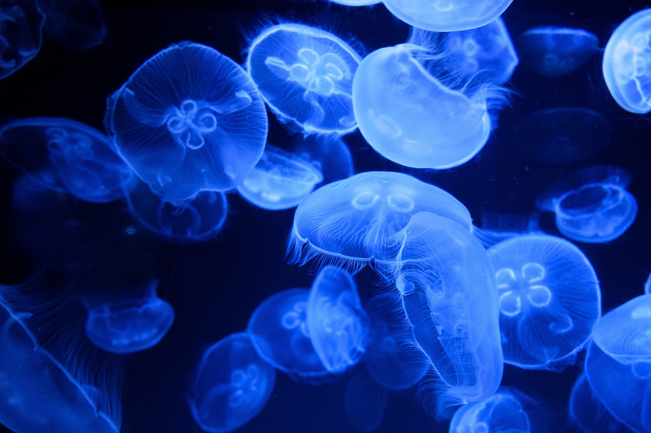 découvrez la mer caspienne, le plus grand lac salé du monde, riche en biodiversité et en histoires fascinantes. explorez ses rives variées, ses villes historiques et ses merveilles naturelles.