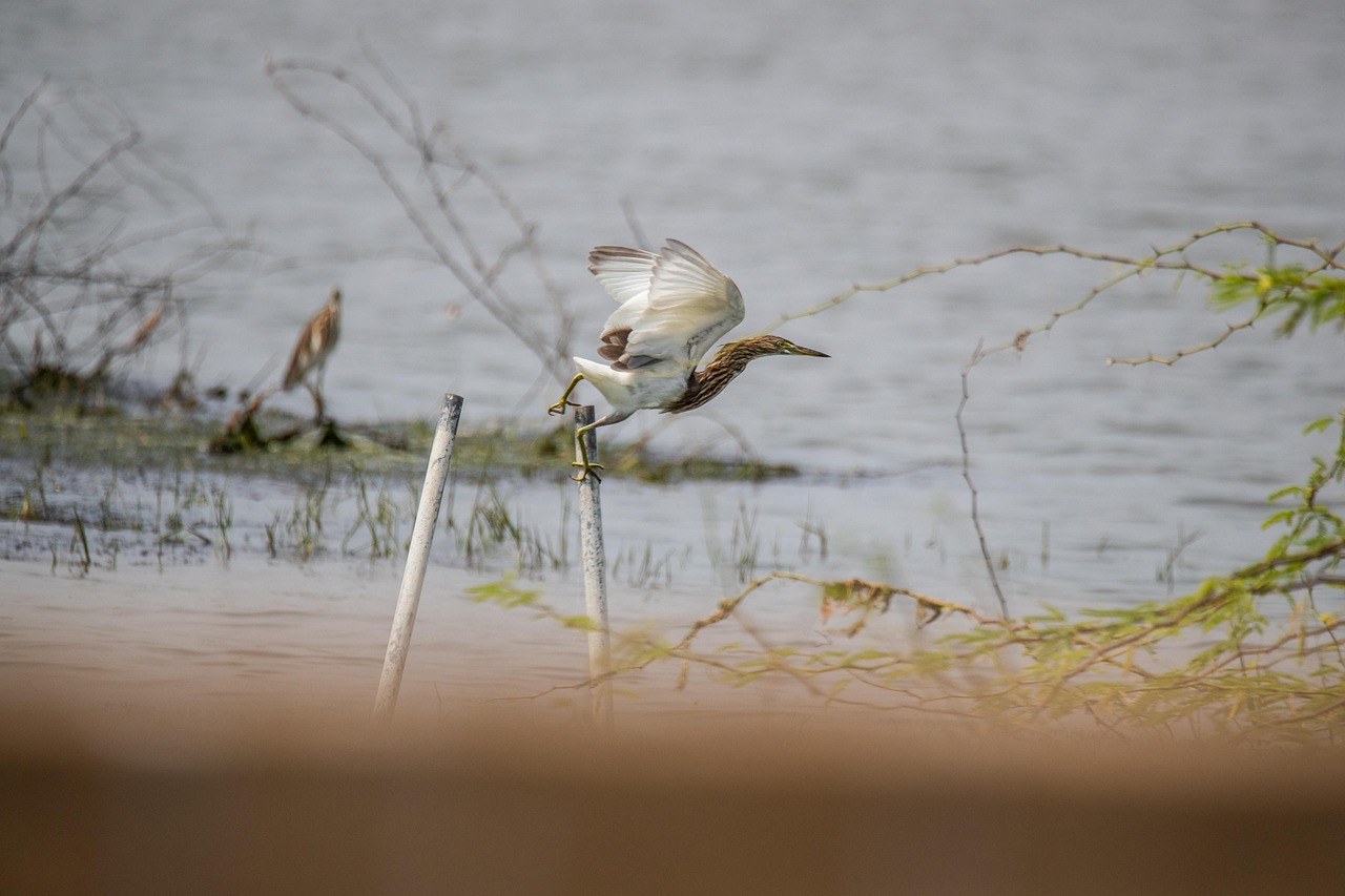 découvrez notre sanctuaire d'oiseaux, un lieu dédié à la protection et à l'observation des espèces aviaires dans un environnement naturel et sécurisé.