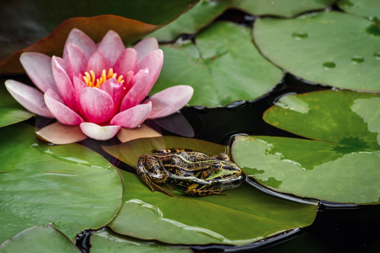 découvrez l'importance des zones humides, des écosystèmes riches en biodiversité essentiels pour la protection de l'environnement et la régulation du climat.