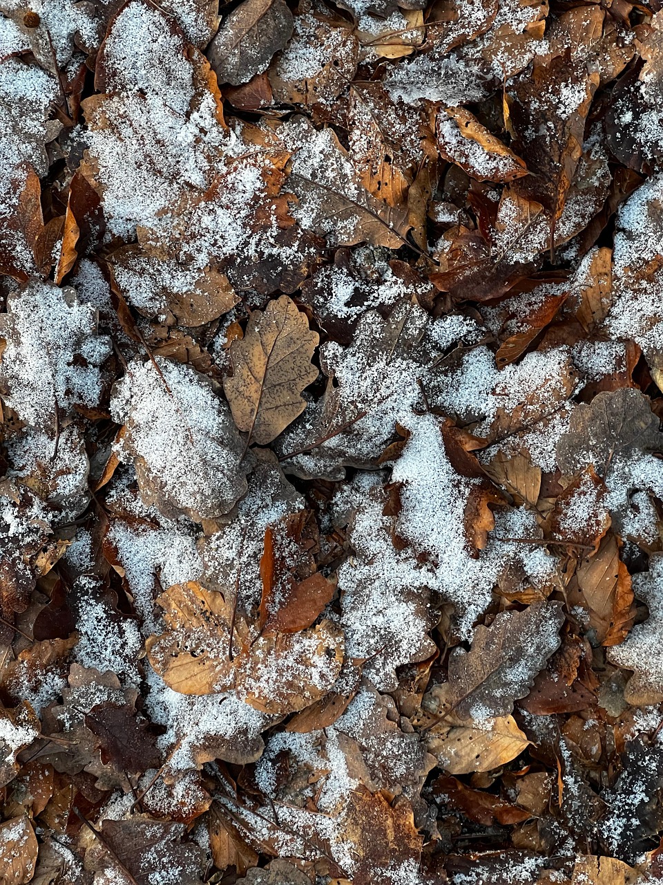 découvrez la beauté et l'importance des forêts, des écosystèmes riches qui abritent une biodiversité essentielle et contribuent à la santé de notre planète.