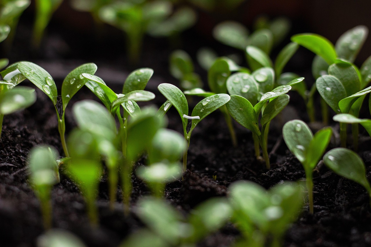 découvrez nos initiatives et conseils pour adopter des pratiques durables et protéger l'environnement pour un avenir responsable.