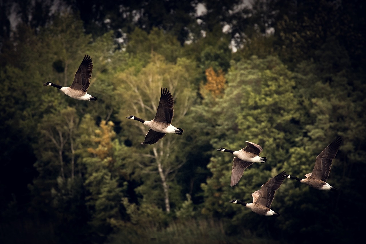 découvrez les fascinantes migrations des animaux à travers le monde, leurs parcours impressionnants et les défis qu'ils rencontrent lors de ces voyages extraordinaires.
