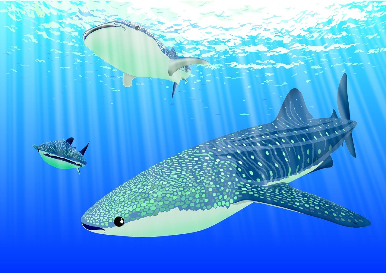 découvrez les requins pèlerins, les géants doux des océans, connus pour leur taille impressionnante et leur comportement paisible.