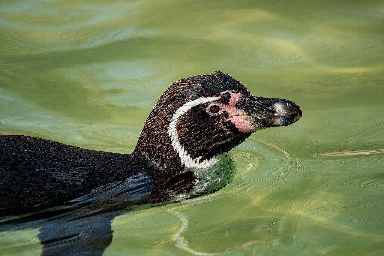 découvrez les océans, leur biodiversité exceptionnelle, leur rôle essentiel pour le climat et l’importance de leur préservation pour l’avenir de la planète.