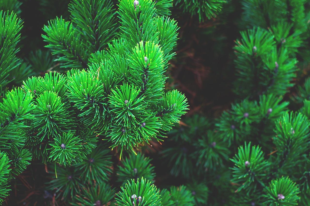 découvrez l'importance de la plantation d'arbres pour l'environnement et comment vous pouvez contribuer à un avenir plus vert.