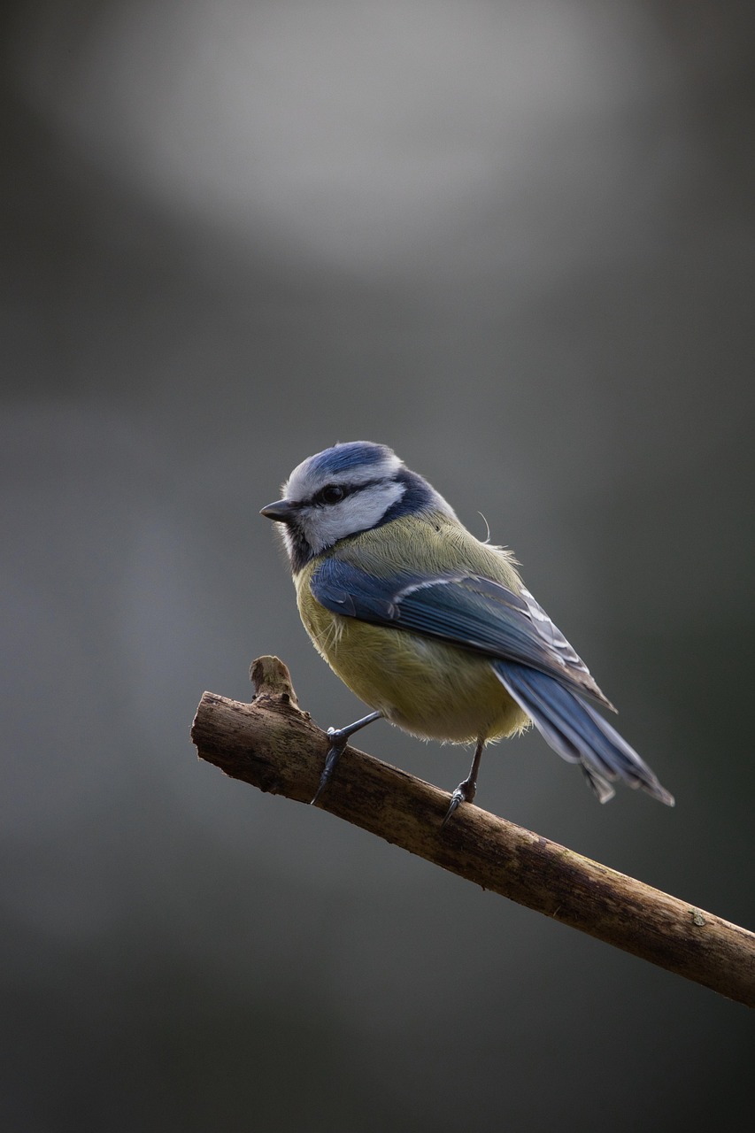 découvrez la faune sauvage dans son habitat naturel, explorez la diversité des espèces et admirez la beauté de la nature à l'état pur.