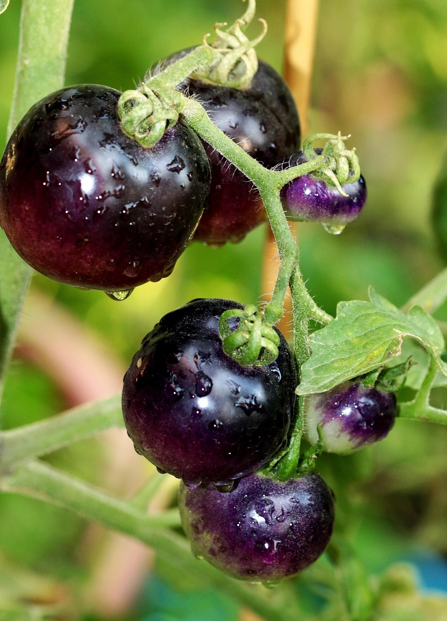découvrez une sélection variée de variétés de tomates pour tous les goûts et tous les jardins, des tomates cerises aux grandes tomates beefsteak.