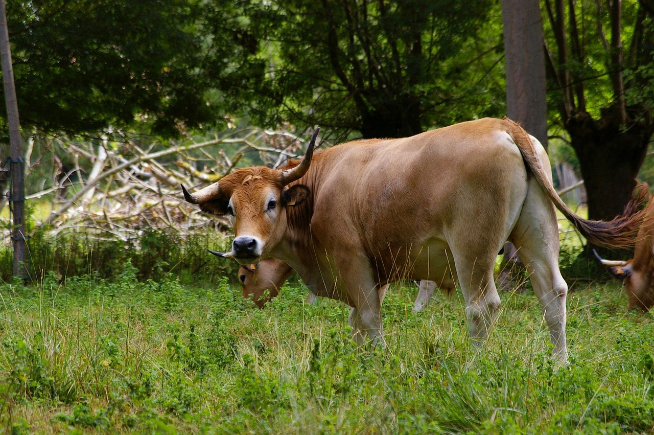 découvrez les innovations climatiques dans le marais poitevin, un écosystème unique engagé dans la préservation de l'environnement et le développement durable.