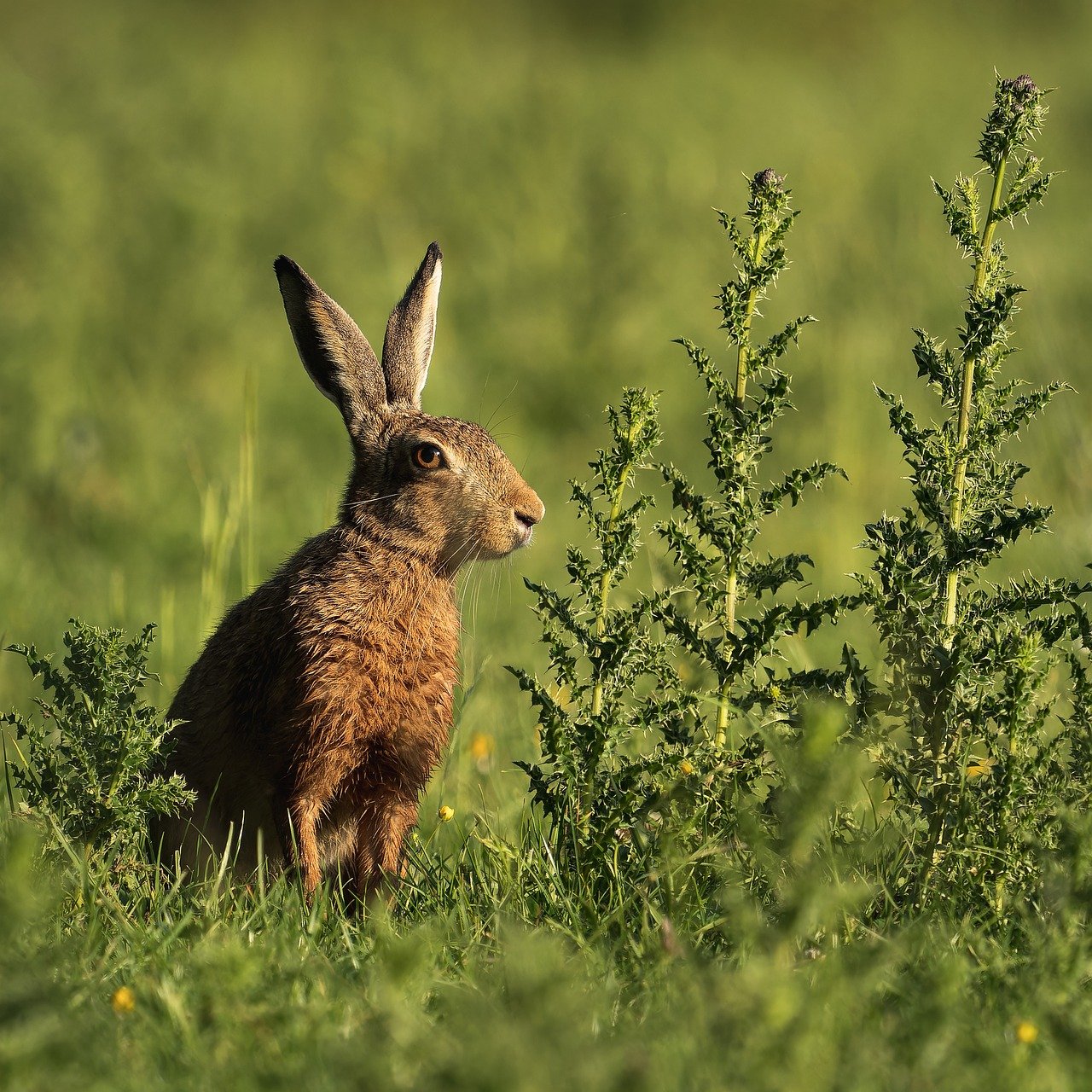 découvrez l'importance de la biodiversité, son rôle crucial dans l'équilibre des écosystèmes et les actions pour la préserver.