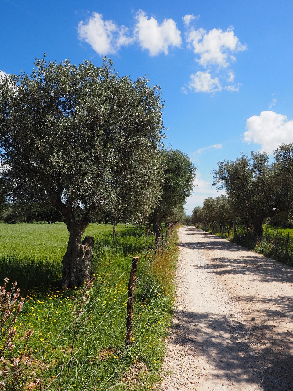 découvrez l'importance de la plantation d'arbres pour l'environnement et comment contribuer à un avenir plus vert en participant à des projets de reforestation.