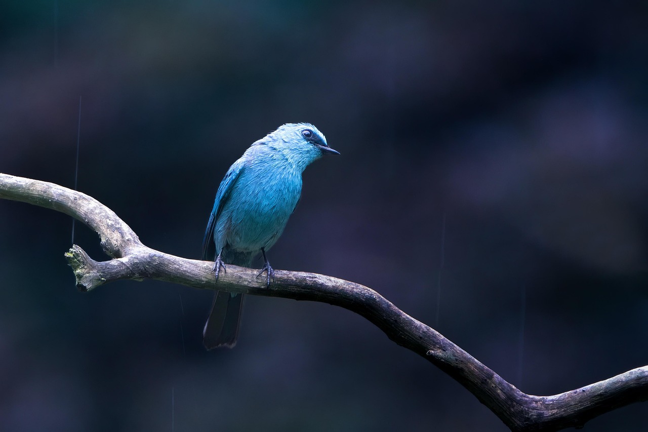 découvrez la beauté de la faune sauvage à travers des paysages préservés et des animaux fascinants dans leur habitat naturel.