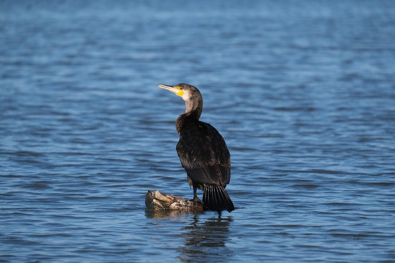 découvrez des conseils et stratégies efficaces pour la conservation de l'eau afin de protéger cette ressource précieuse et contribuer à un avenir durable.