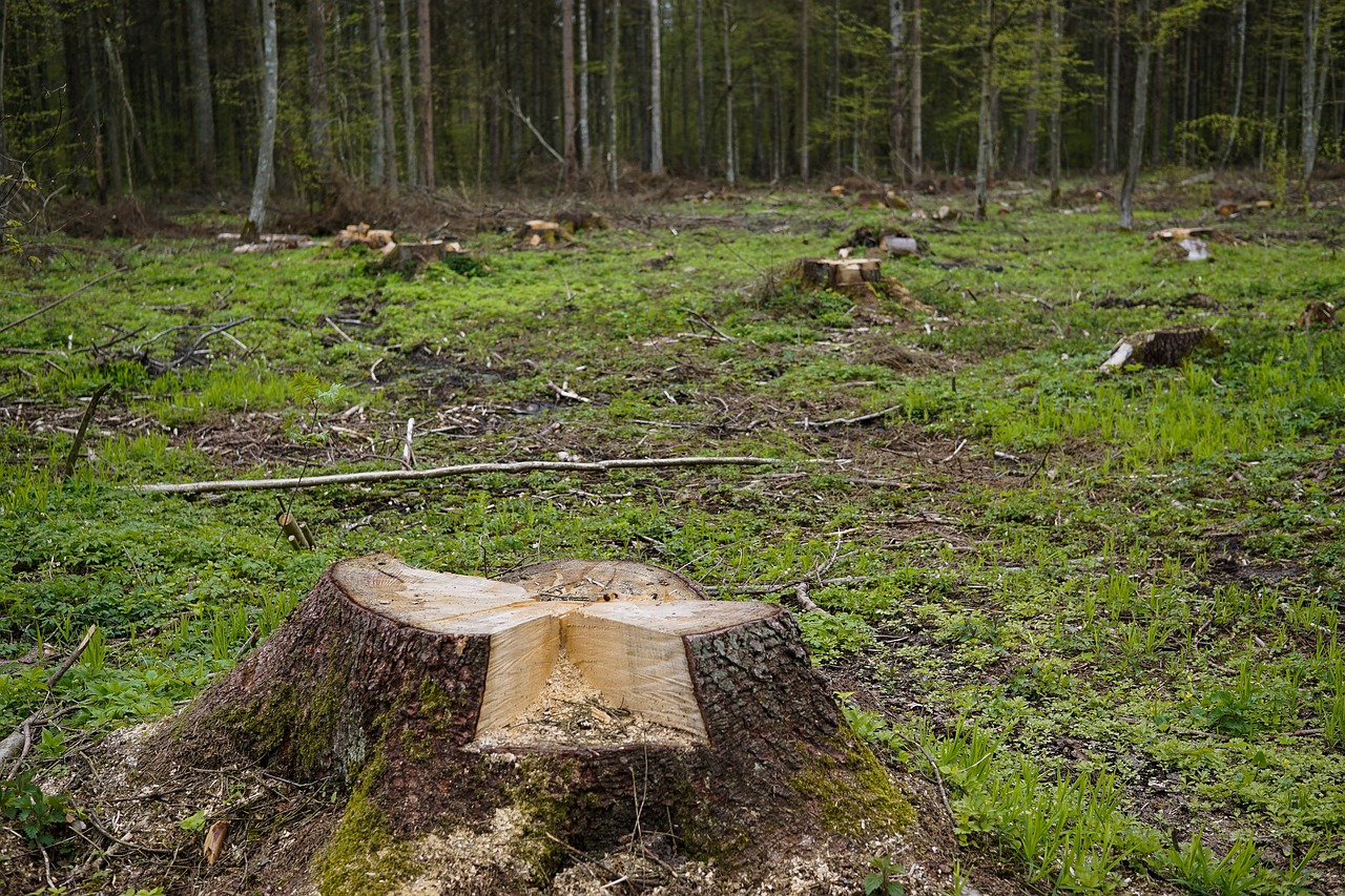 découvrez les enjeux de la déforestation, ses causes et ses impacts sur l'environnement et la biodiversité. apprenez comment la déforestation affecte notre planète et des solutions pour préserver nos forêts.
