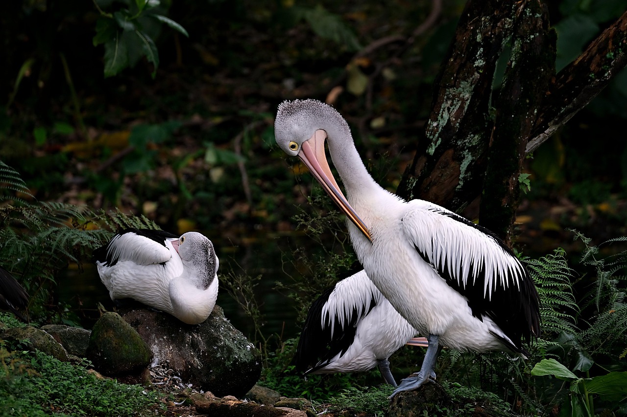 découvrez l'écosystème unique qui soutient la biodiversité et favorise l'équilibre naturel entre les espèces et leur environnement.