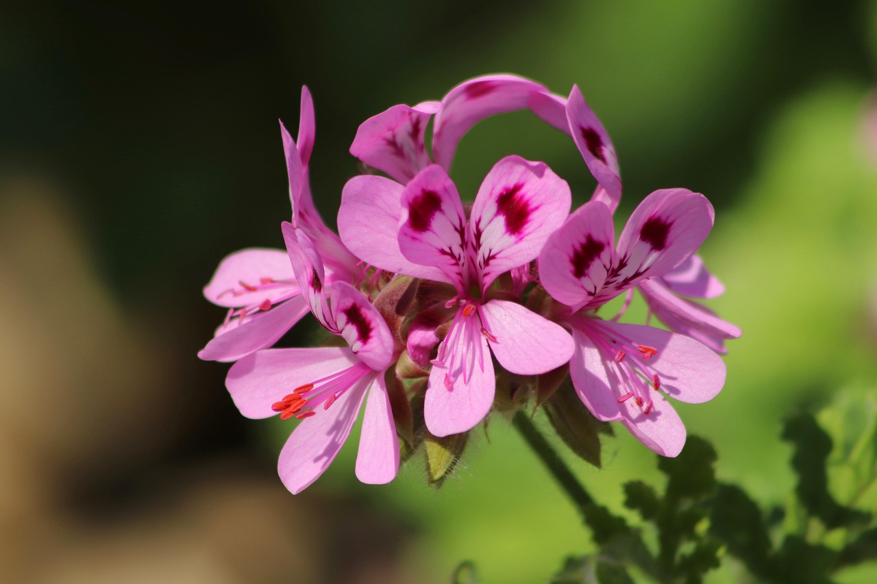 découvrez nos conseils et astuces pour cultiver de magnifiques géraniums, des fleurs colorées idéales pour embellir votre jardin ou balcon.