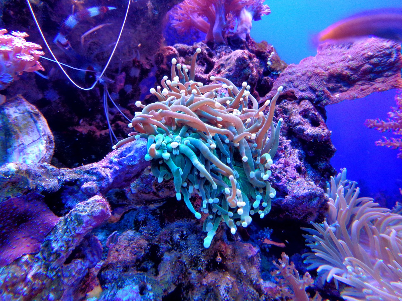 découvrez les causes et les conséquences du blanchissement des coraux, un phénomène alarmant qui menace les écosystèmes marins et la biodiversité. informez-vous sur les solutions pour préserver nos récifs coralliens.