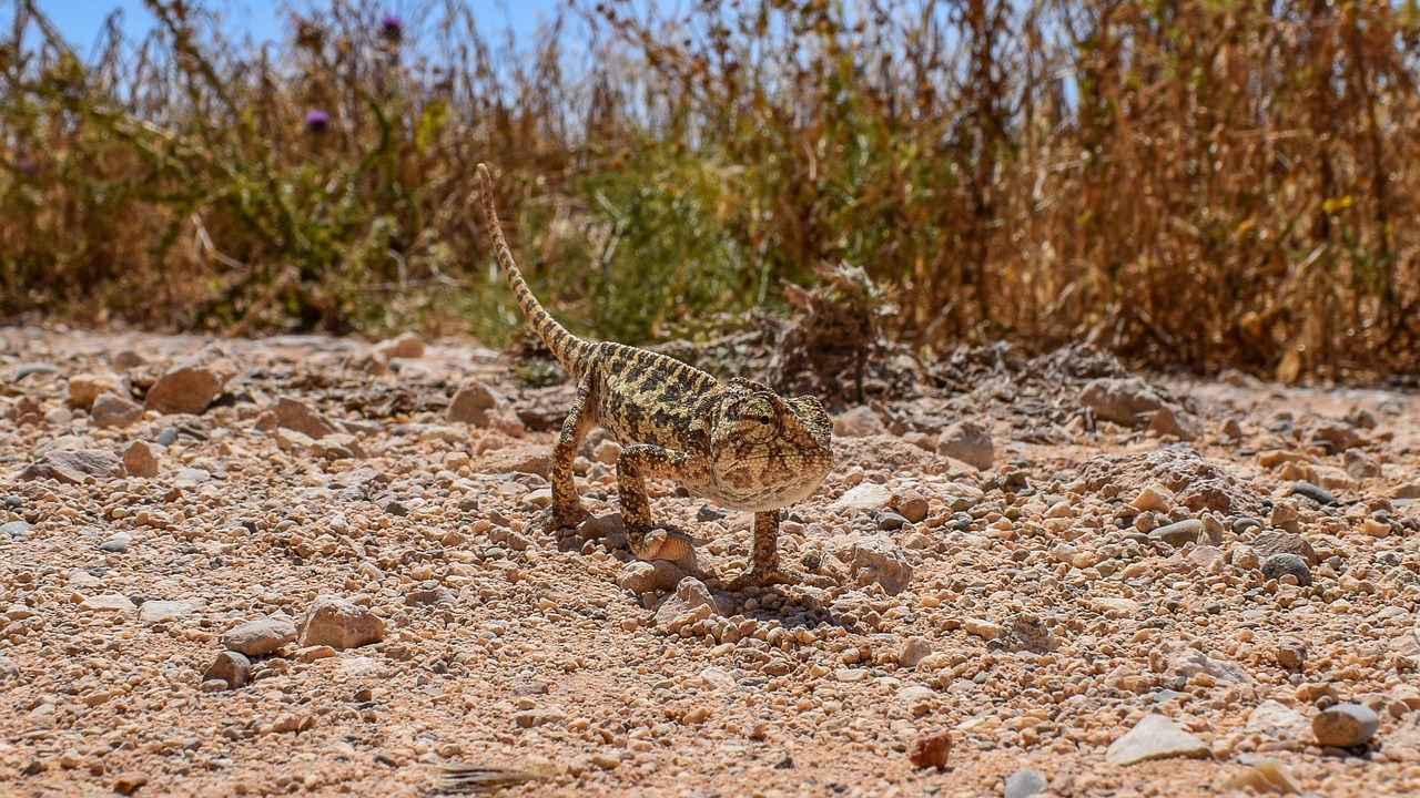 découvrez les stratégies d'adaptation au changement climatique, les solutions innovantes et les actions à mettre en place pour protéger l'environnement et assurer un avenir durable.