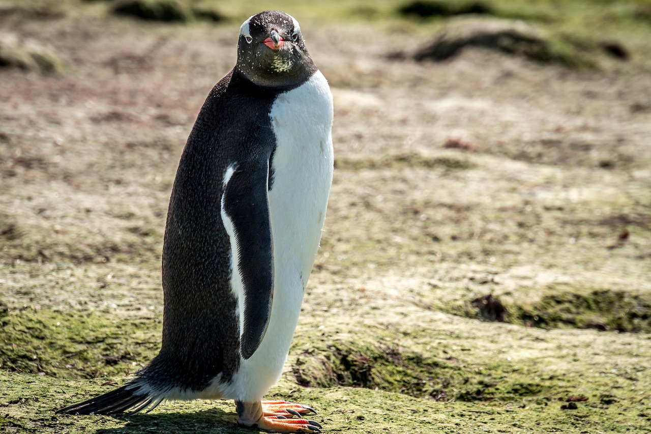 découvrez comment la rareté alimentaire affecte la faune de l'antarctique et les enjeux liés à la survie des espèces dans cet environnement fragile.