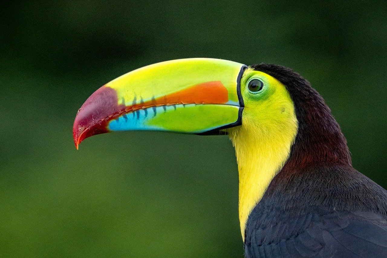 découvrez tout sur la biodiversité : son importance, les menaces qui la pèsent et les actions pour la préserver. informez-vous sur la richesse des espèces et des écosystèmes.