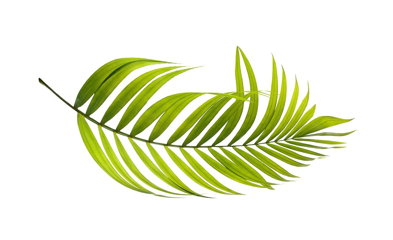 découvrez comment créer un jardin bio sur votre balcon et cultivez vos propres légumes et herbes aromatiques en toute simplicité.