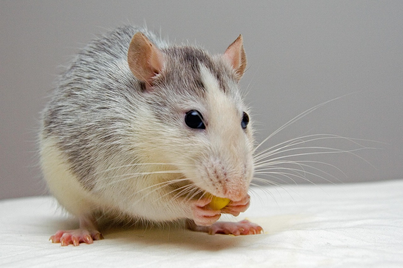 découvrez comment comprendre et maîtriser la prolifération des rats pour protéger votre environnement et votre santé.