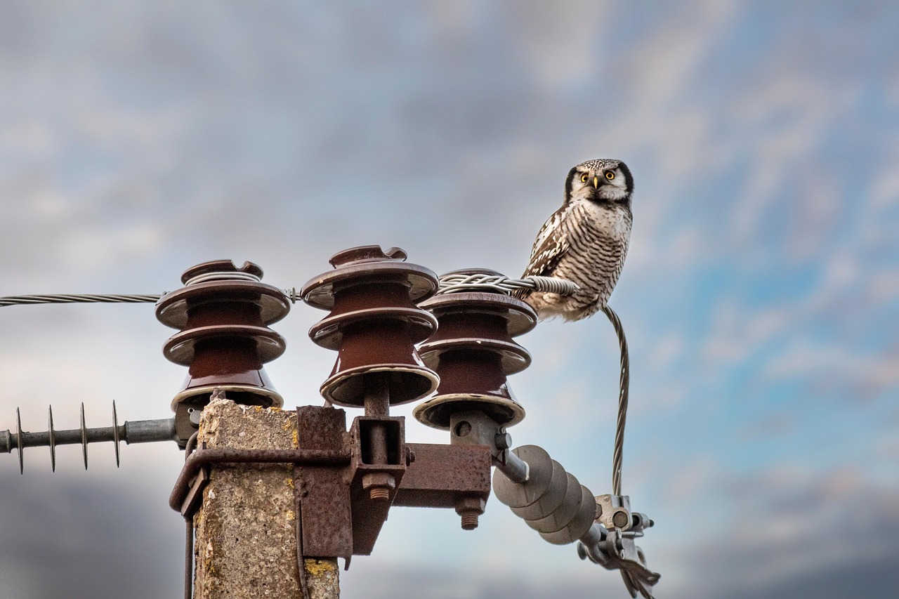 découvrez tout sur le hibou : ses caractéristiques, son habitat, son alimentation et son rôle dans la nature.