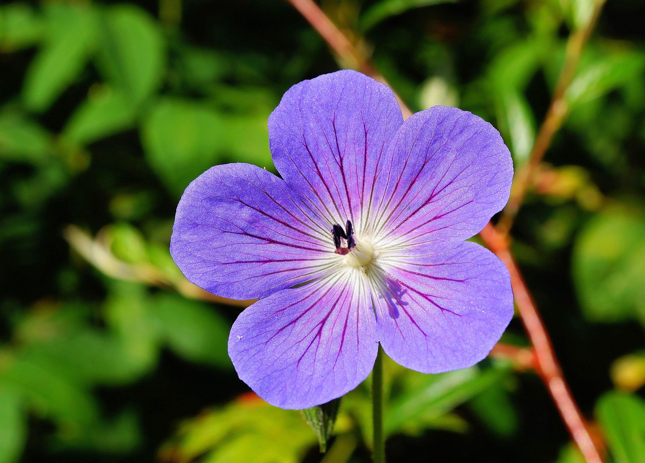 découvrez tout sur les géraniums : conseils de culture, variétés populaires, entretien et astuces pour un jardin coloré et fleuri toute l'année.