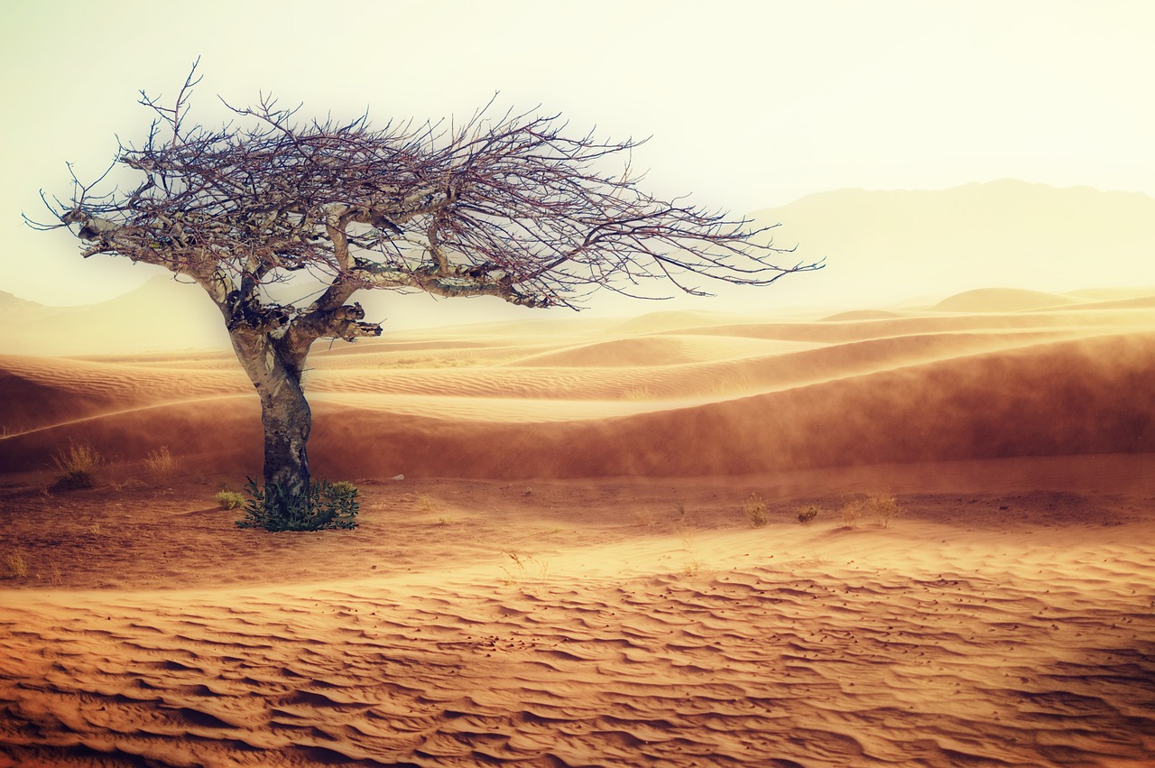découvrez les enjeux du changement climatique, ses impacts sur notre planète et les actions à entreprendre pour préserver notre environnement et lutter contre ce phénomène mondial.