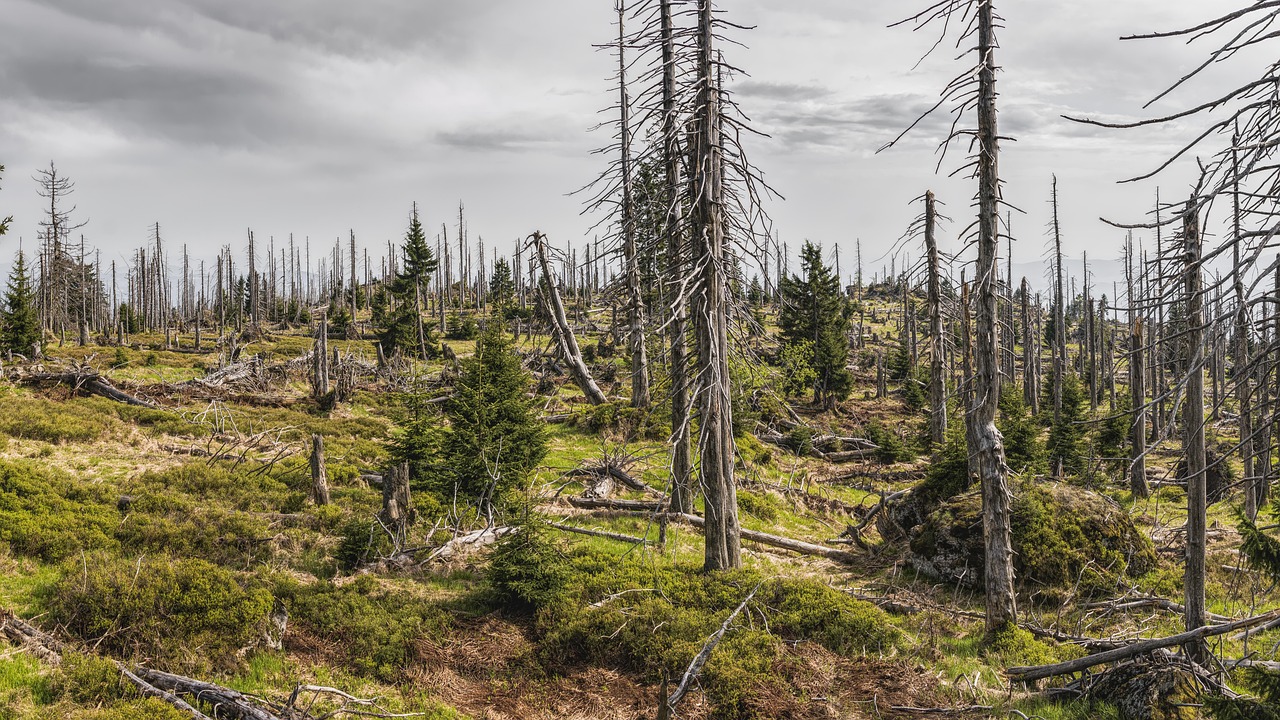 découvrez des initiatives environnementales innovantes qui visent à protéger notre planète. explorez des projets durables, des actions de conservation et des solutions écologiques pour un avenir meilleur.