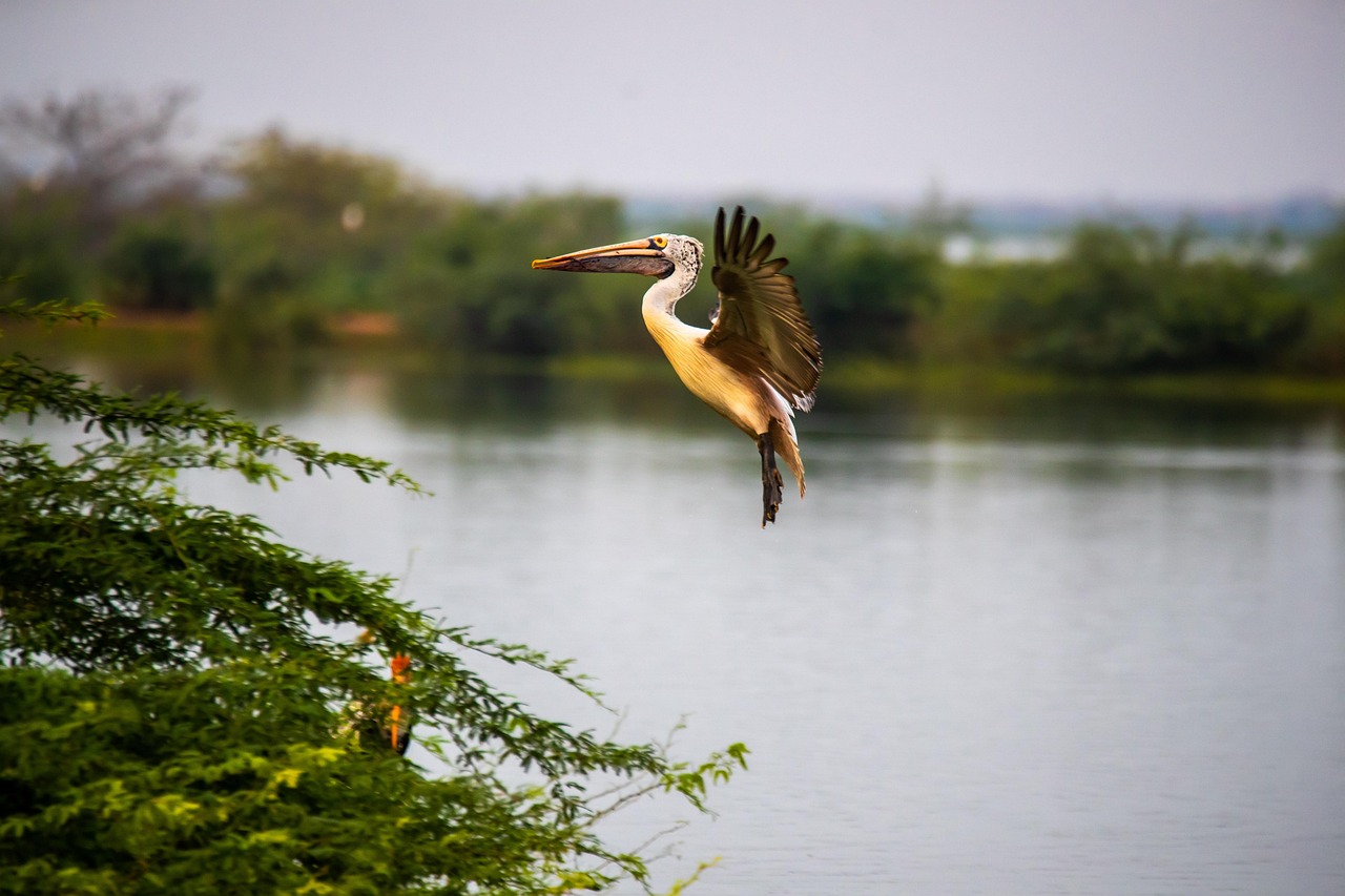 découvrez notre sanctuaire d'oiseaux, un havre de paix dédié à la protection et à la préservation des espèces aviaires. profitez d'une visite immersive au cœur de la nature.