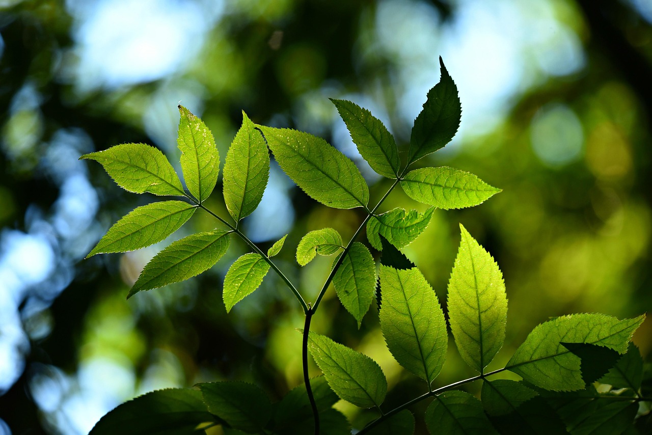 découvrez tout sur l'écosystème : ses composants, son fonctionnement et son importance pour la biodiversité et le développement durable.