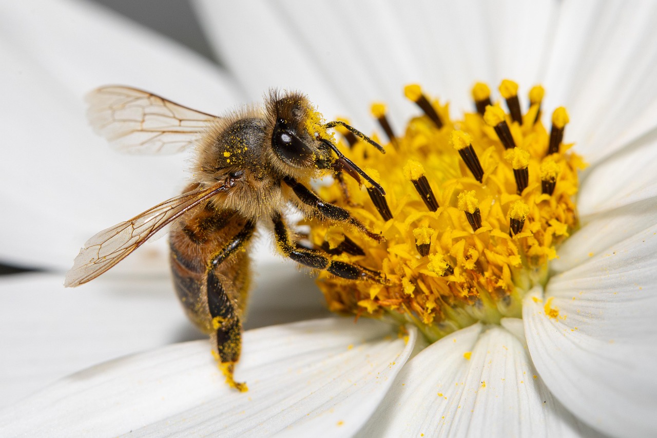découvrez le bee wrap, une alternative écologique et réutilisable au film plastique pour conserver vos aliments frais tout en réduisant votre impact environnemental.