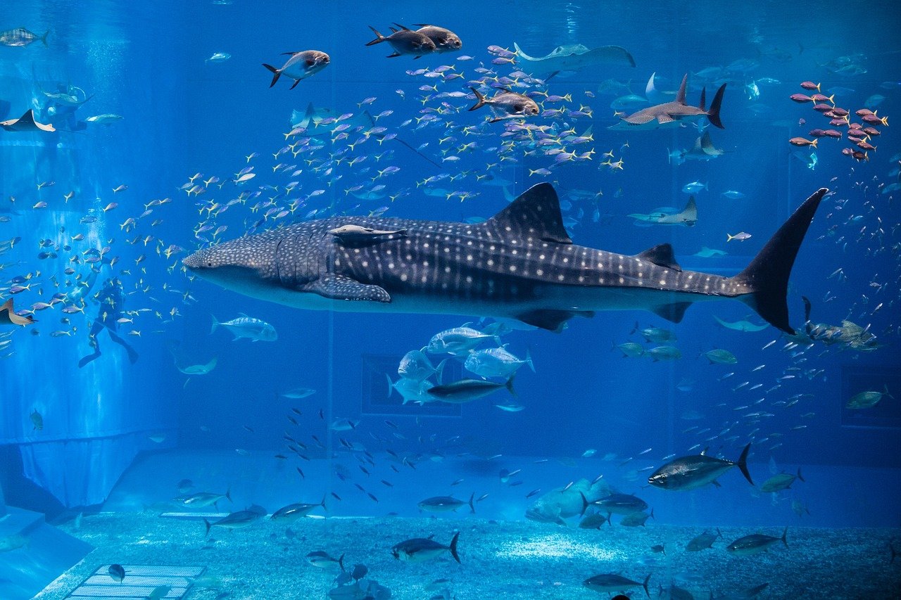 découvrez les requins-baleines, les plus grands poissons du monde, connus pour leur taille impressionnante et leur nature paisible dans les océans tropicaux.