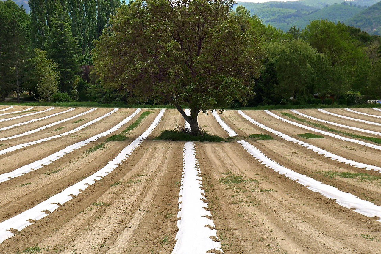 découvrez l'agroécologie, une approche durable de l'agriculture qui favorise l'équilibre écologique, la biodiversité et le respect des ressources naturelles pour un avenir alimentaire responsable.