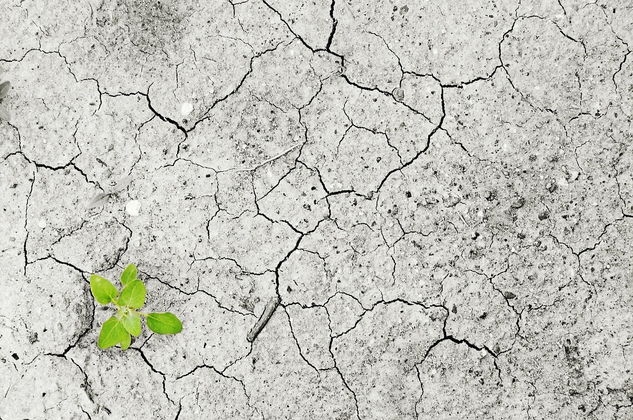 découvrez les causes, conséquences et solutions pour prévenir l'érosion des sols afin de protéger l'environnement et préserver la fertilité des terres.