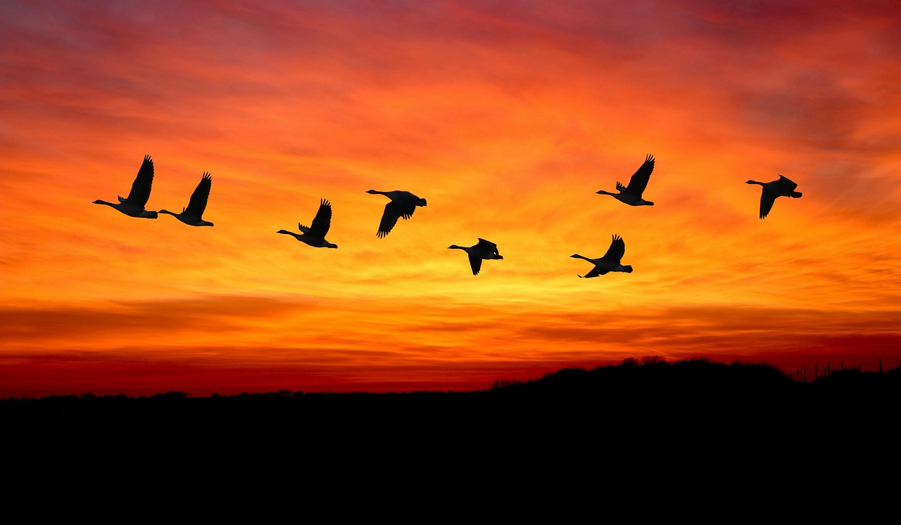 découvrez les migrations fascinantes des animaux à travers le monde, leurs parcours, raisons et défis uniques.