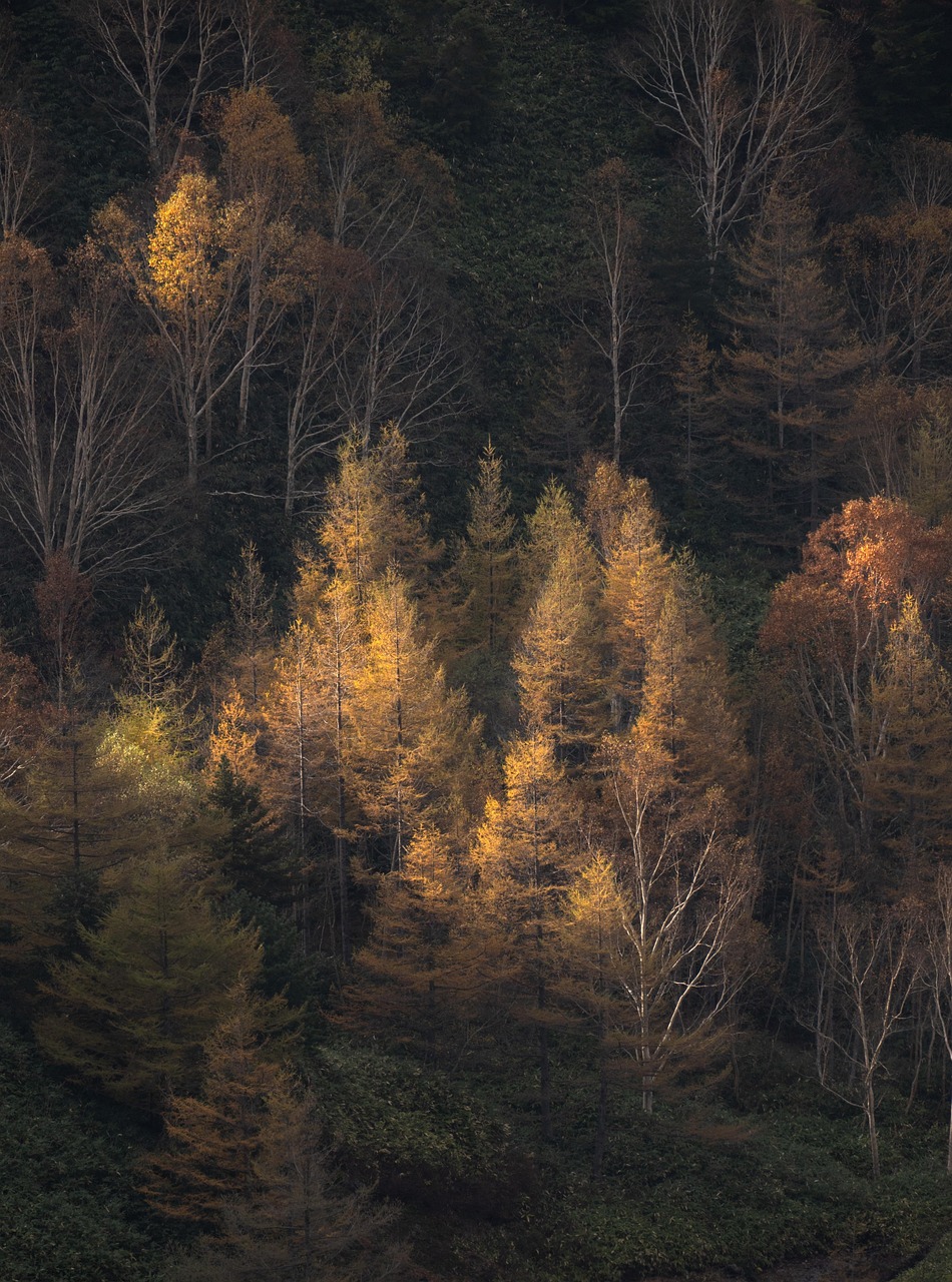 découvrez tout sur les arbres : leurs types, leur importance écologique, leur croissance et comment les protéger pour un avenir durable.