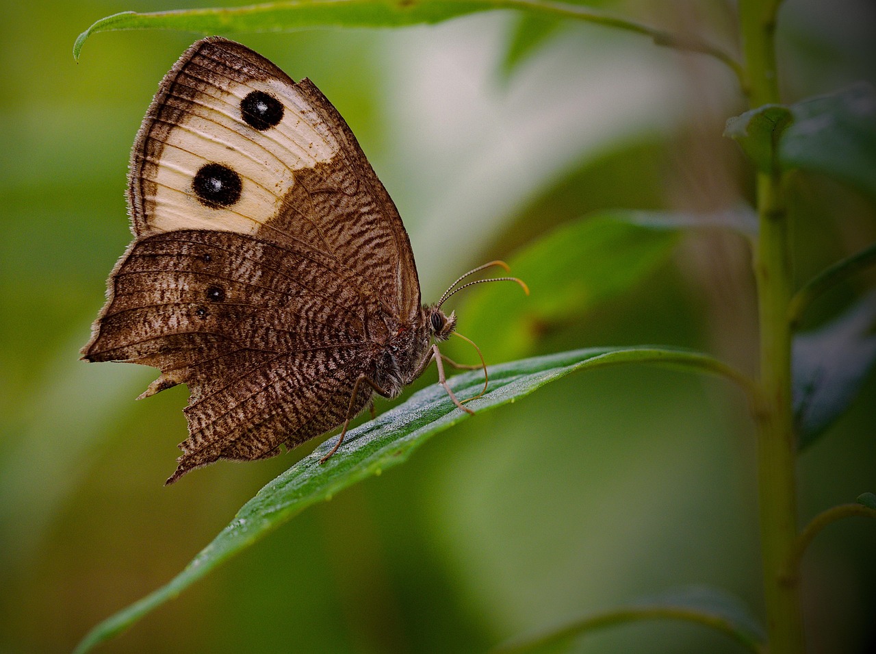 découvrez l'importance et la beauté des habitats naturels dans notre écosystème. apprenez comment ces environnements soutiennent la biodiversité et participent à la préservation de notre planète.